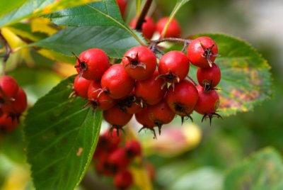 Crataegus crus-galli - hloh kuří noha - plod2